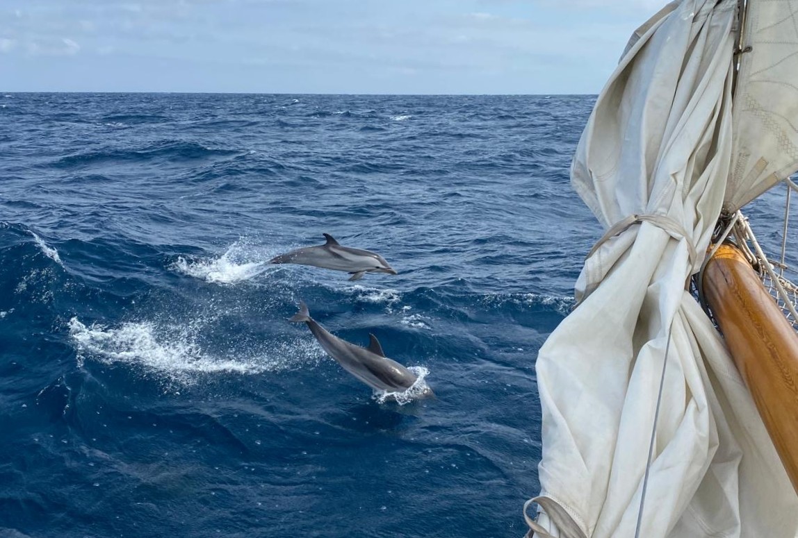 Pourquoi Pas 2025 SY Belle Aventure et nos amis les dauphins photo YCF DR