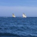 SY Cambria Voiles Antibes 5 06 2022 photo Thibaud Assante DR (46)