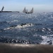 SY Cambria RR 2022 photo Thibaud Assante DR (147)