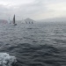 SY Cambria RR 2022 photo Thibaud Assante DR (532)