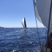 CC 2022 Ajaccio Propriano Photo Thibaud Assante DR (140)