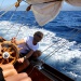 CORSEcorsica-classic-aja-cala-d'orzu019